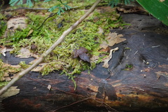 Craugastor stejnegerianus