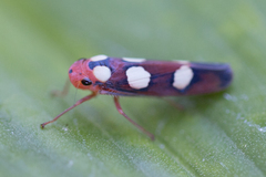 Tettisama quinquemaculata