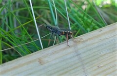 Rhynocoris annulatus