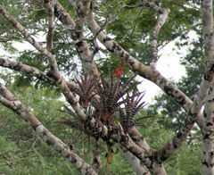 Aechmea zebrina