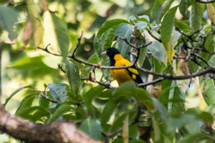 Oriolus xanthornus