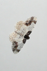 Ligdia adustata