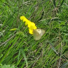 Lepidoptera