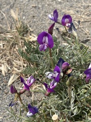 Astragalus patagonicus