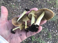 Bolbitius reticulatus