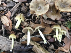 Bolbitius reticulatus