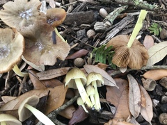 Bolbitius reticulatus