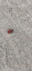 Pyrrhocoridae