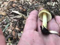 Bolbitius reticulatus
