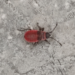 Pyrrhocoridae