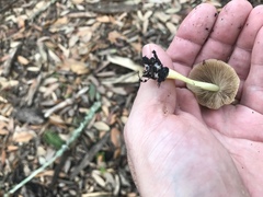 Bolbitius reticulatus