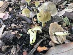 Bolbitius reticulatus