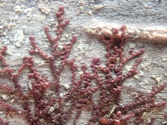 Frullania