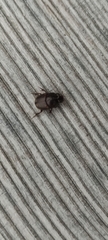 Onthophagus