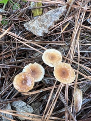 Xeromphalina cauticinalis