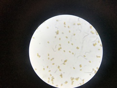Bolbitius reticulatus