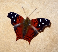Hypanartia