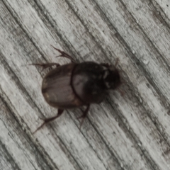 Onthophagus