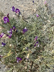 Astragalus patagonicus