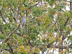 Kaupifalco monogrammicus