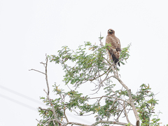 Hieraaetus wahlbergi