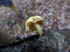 Pleuroflammula tuberculosa