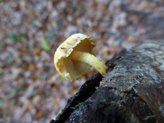 Pleuroflammula tuberculosa