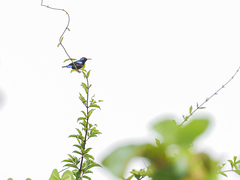 Cinnyris coccinigastrus