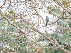 Kaupifalco monogrammicus