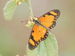 Acraea serena