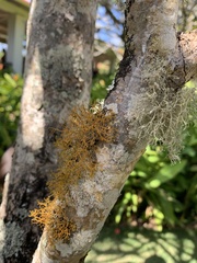 Teloschistes flavicans