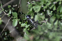 Lampetis dilaticollis