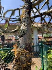 Teloschistes flavicans