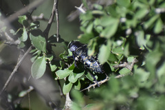 Lampetis dilaticollis