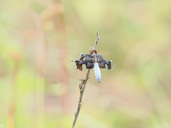 Palpopleura portia