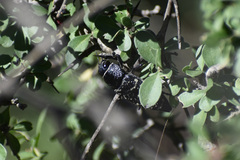 Lampetis dilaticollis