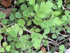 Phacelia congesta