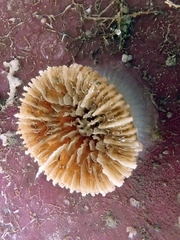 Caryophyllia smithii