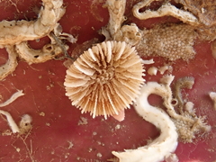 Caryophyllia smithii