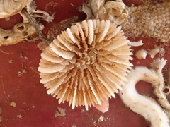 Caryophyllia smithii