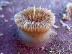 Caryophyllia smithii