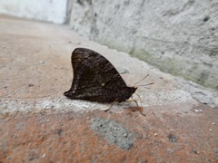 Satyrinae