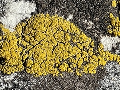 Candelariella