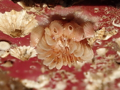 Caryophyllia smithii