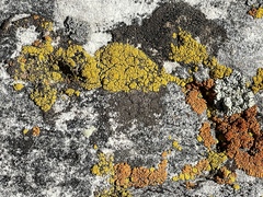Candelariella