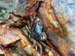Cyclograpsus punctatus