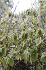 Coleus barbatus grandis