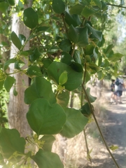 Tristerix corymbosus