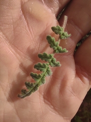 Phacelia ramosissima