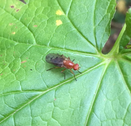 Dryomyzidae